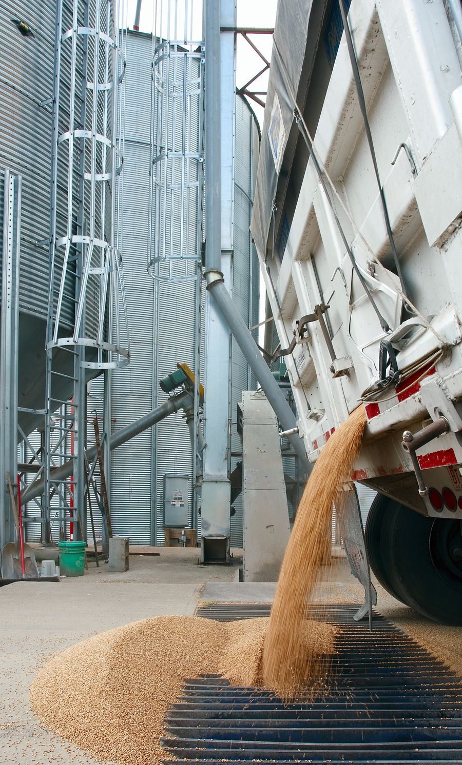 Truck discharging wheat at a grain handling facility